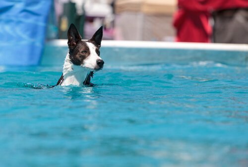 havuzda yüzen köpek