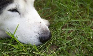 Zika Virüsü ve Köpekler: Riskler Nelerdir?