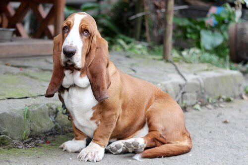 uzun kulaklı köpek
