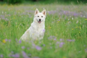 Berger Blanc Suisse: Güzel ve Akıllı Çoban Köpeği