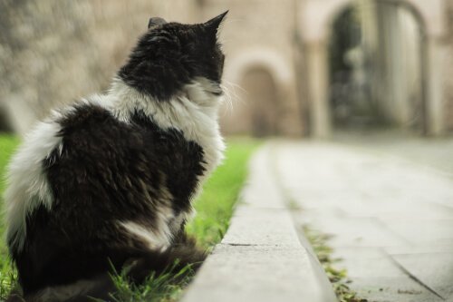 kediler şehrinde yol kenarında arkası dönük siyah beyaz kedi