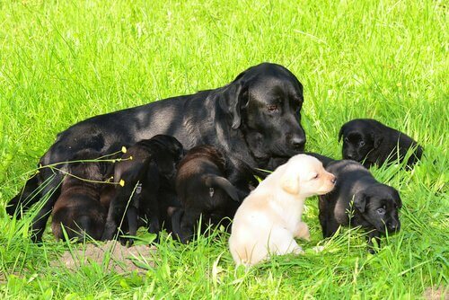 siyah-beyaz yavru doğuran anne köpek