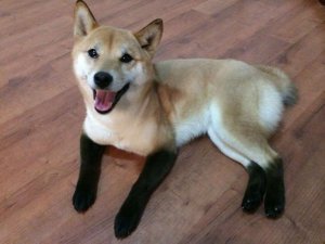 ayaklarında çizme olan köpek