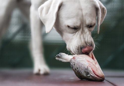 balık kafası yiyen beyaz köpek