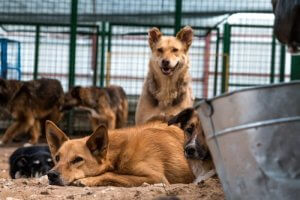 Terk Edilen Köpeklerin Koruyucu Meleği