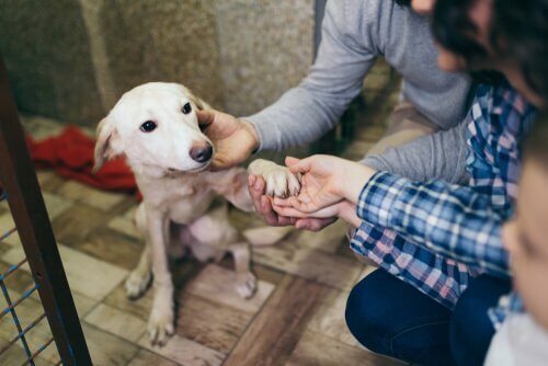 barınaktan gelen köpek