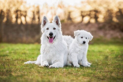 beyaz çoban köpekleri