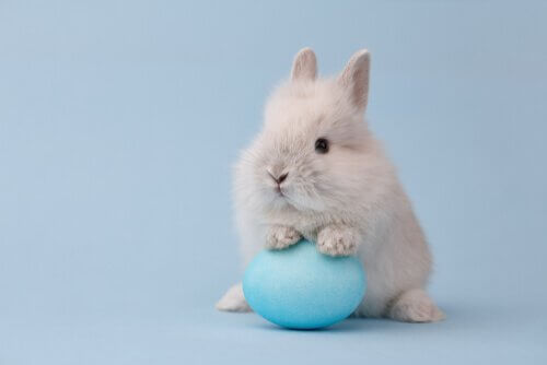 elinde oyuncağı olan beyaz tavşan ve cüce tavşanlar