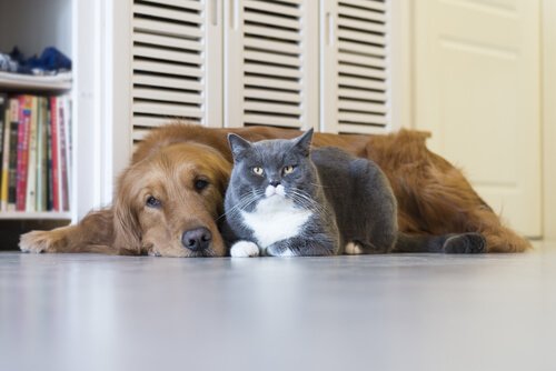 Kediler ve Köpeklerde Ölümcül Hastalıklar