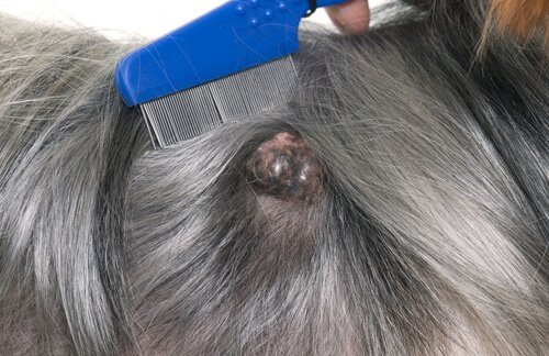 derisinde kütle olan köpek