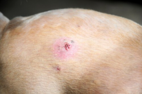 köpeklerde deri kanseri