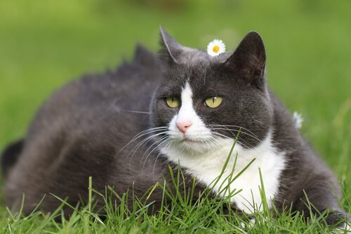 çimde yetişkin bir kedi yatmış