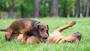 Kızgınlık Dönemindeki Bir Köpeğe Nasıl Bakmalısınız