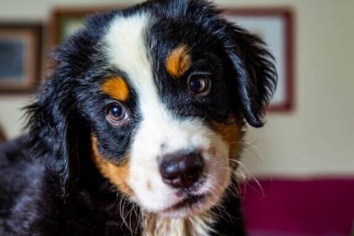 İspanyol çoban köpeği