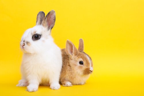 Cüce Tavşanlar: Özellikleri Ve Bakımı