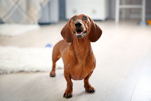 kısa bacaklı köpekler