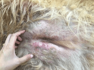 Köpeklerde Deri Kanseri Belirtileri ve Tedavisi