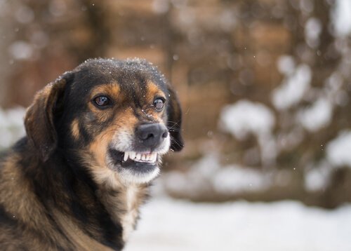 dişlerini gösteren köpek