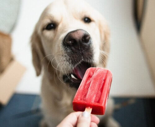 Köpekler için Dondurma Tarifi