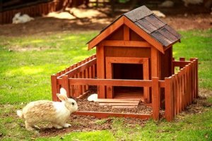 Evde Tavşan Beslemek ile İlgili İpuçları