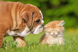 Garip Davranışlar: Kedi ve Köpeklerin Yaptığı 7 Garip Şey
