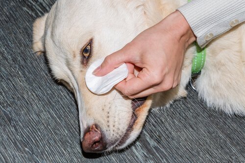 gözleri temizlenen köpek