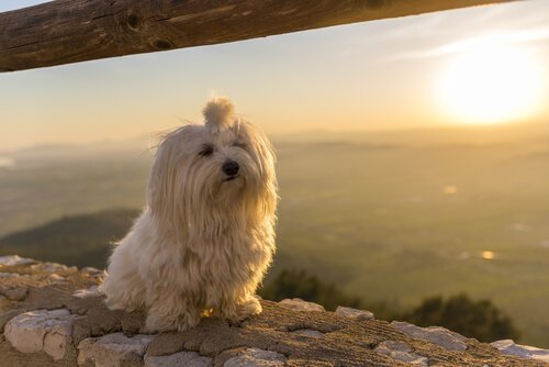küçük evlere uygun maltese