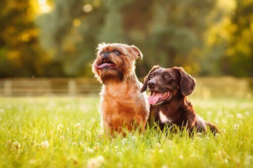 güneşli havada köpekler
