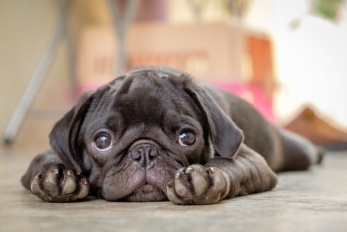 köpeklerde ölümcül hastalıklar