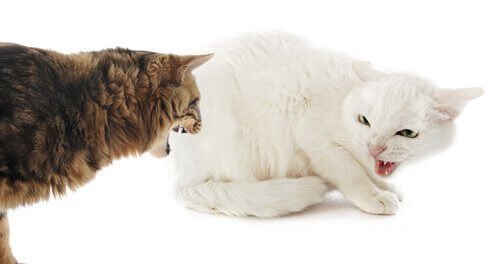 kavga eden sinirli iki kedi