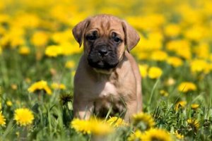 İspanyol Köpek Cinslerinden Bazıları