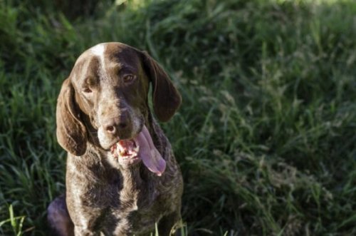 puanter cinsi köpekler