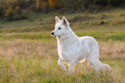 İsviçre çoban köpeği Berger Blanc Suisse