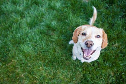 doğal kalp sağlığı köpekleri mavi iyot ile yüksek tansiyon tedavisi