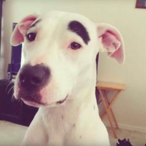 kalın kaşlı köpek