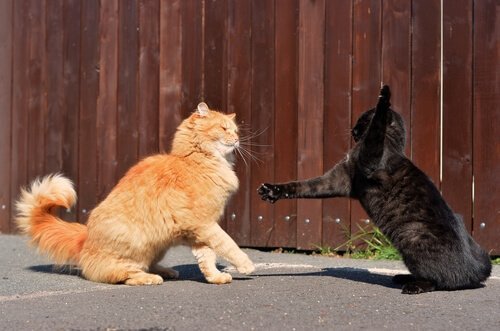 siyah ve sarı kedi kavga ediyor