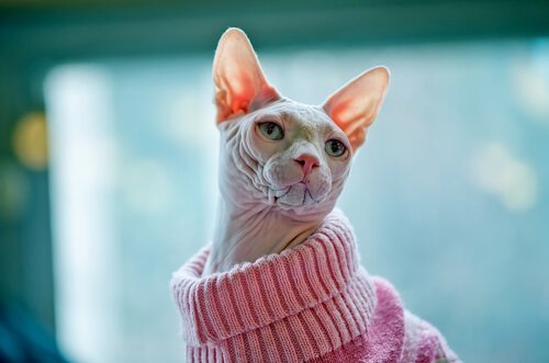 pembe kazak giyen egzotik kedi türleri