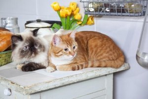 Kedilere Karşı Alerji: Bu İpuçları Yardımcı Olabilir