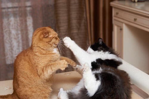Kedi Kavgası Hakkında Bilmeniz Gerekenler