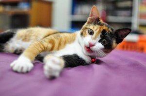 kedi oyun oynuyor