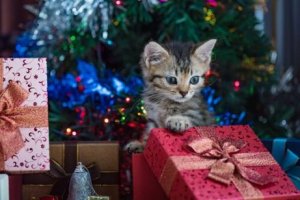 kedi ve hediyeler
