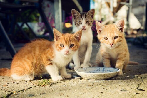 yemek yiyen kedi yavruları ve sokak kedileri