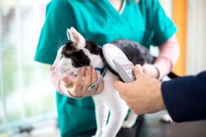 Kedilerde İç Parazit: Tedavi ve Önleme