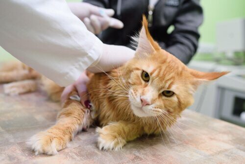 Kedilerden Bulaşan Hastalıklar Hangileridir?