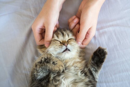 yüksek tansiyon için kedi söğüt masajı