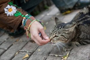 Sokak Kedileri İle Yakınlık Kurmak