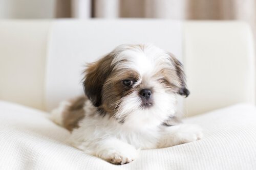 shih tzu ve diğer küçük evlere uygun köpekler