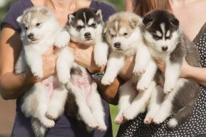 Köpeğim Kaç Yavru Doğurabilir?