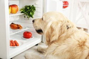 Köpeğiniz Şişman mı Yoksa Zayıf mı?