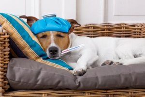 Köpeğinizin Ateşi Olduğunu Nasıl Anlayabilirsiniz?